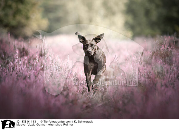 Magyar-Vizsla-Deutsch-Drahthaar / Magyar-Vizsla-German-wirehaired-Pointer / KS-01113