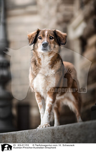 Austrian-Pinscher-Australian-Shepherd / KS-01153