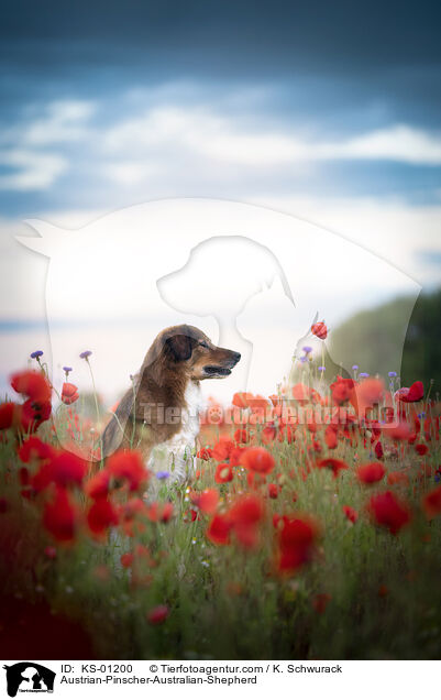 sterreichischer-Pinscher-Australian-Shepherd / Austrian-Pinscher-Australian-Shepherd / KS-01200