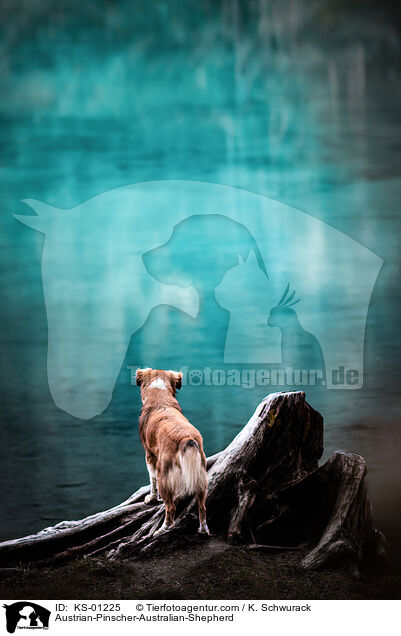 sterreichischer-Pinscher-Australian-Shepherd / Austrian-Pinscher-Australian-Shepherd / KS-01225