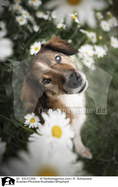 Austrian-Pinscher-Australian-Shepherd / KS-01266