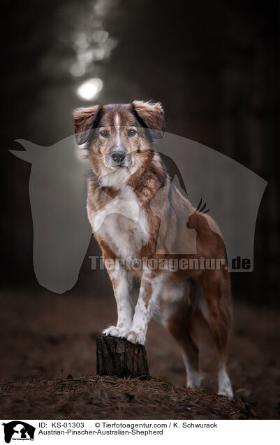 sterreichischer-Pinscher-Australian-Shepherd / Austrian-Pinscher-Australian-Shepherd / KS-01303