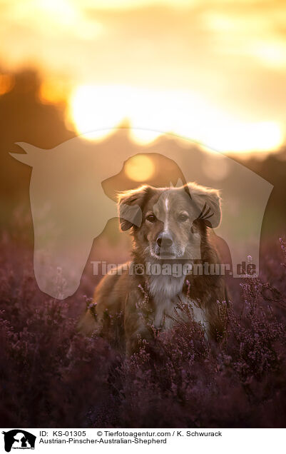 sterreichischer-Pinscher-Australian-Shepherd / Austrian-Pinscher-Australian-Shepherd / KS-01305