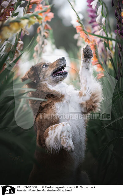 sterreichischer-Pinscher-Australian-Shepherd / Austrian-Pinscher-Australian-Shepherd / KS-01308
