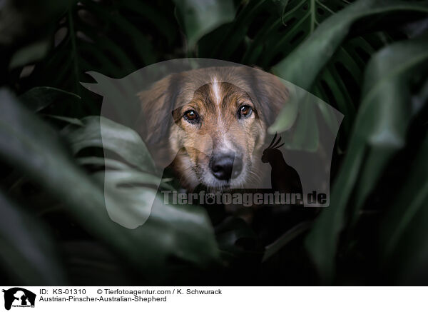 sterreichischer-Pinscher-Australian-Shepherd / Austrian-Pinscher-Australian-Shepherd / KS-01310
