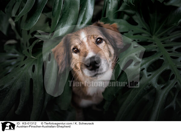 sterreichischer-Pinscher-Australian-Shepherd / Austrian-Pinscher-Australian-Shepherd / KS-01312
