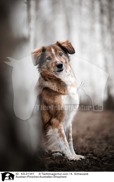 sterreichischer-Pinscher-Australian-Shepherd / Austrian-Pinscher-Australian-Shepherd / KS-01341