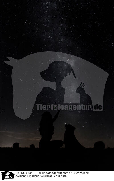 sterreichischer-Pinscher-Australian-Shepherd / Austrian-Pinscher-Australian-Shepherd / KS-01343