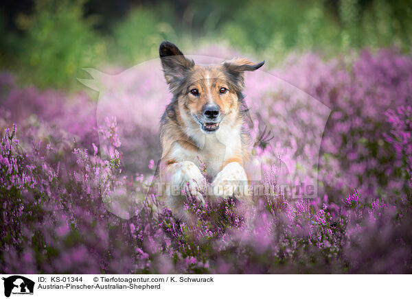 sterreichischer-Pinscher-Australian-Shepherd / Austrian-Pinscher-Australian-Shepherd / KS-01344