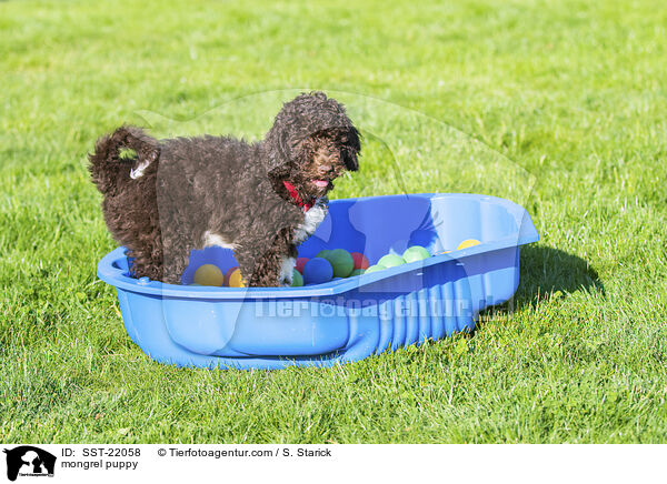 mongrel puppy / SST-22058