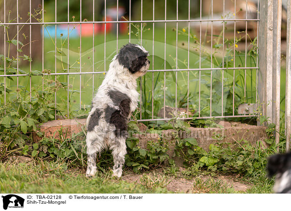 Shih-Tzu-Mischling / Shih-Tzu-Mongrel / TBA-02128
