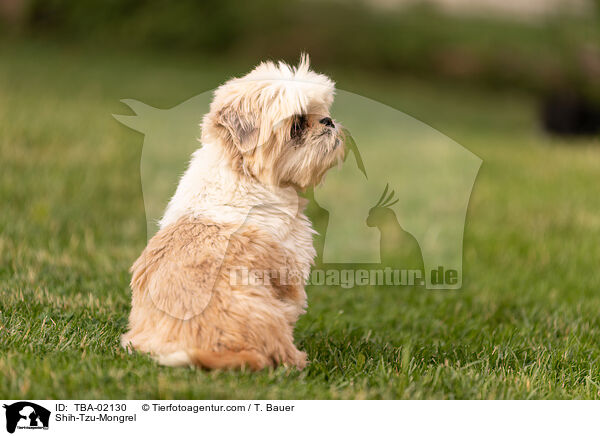 Shih-Tzu-Mischling / Shih-Tzu-Mongrel / TBA-02130