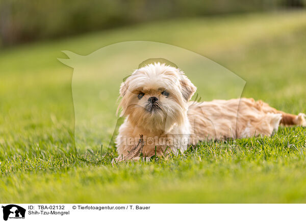 Shih-Tzu-Mischling / Shih-Tzu-Mongrel / TBA-02132
