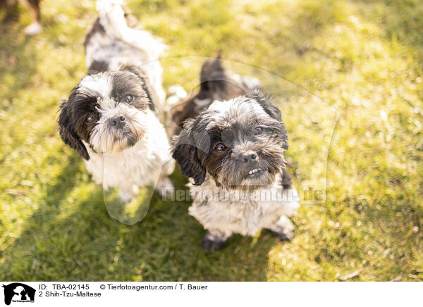 2 Shih-Tzu-Malteser / 2 Shih-Tzu-Maltese / TBA-02145