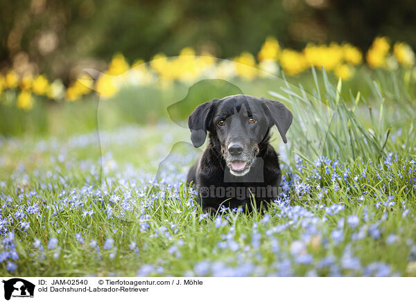 alter Dackel-Labrador-Retriever / old Dachshund-Labrador-Retriever / JAM-02540
