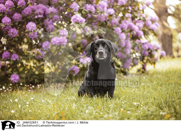 alter Dackel-Labrador-Retriever / old Dachshund-Labrador-Retriever / JAM-02851