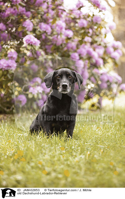 alter Dackel-Labrador-Retriever / old Dachshund-Labrador-Retriever / JAM-02853
