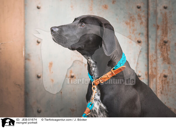 Mischling Portrait / mongrel portrait / JEB-01674