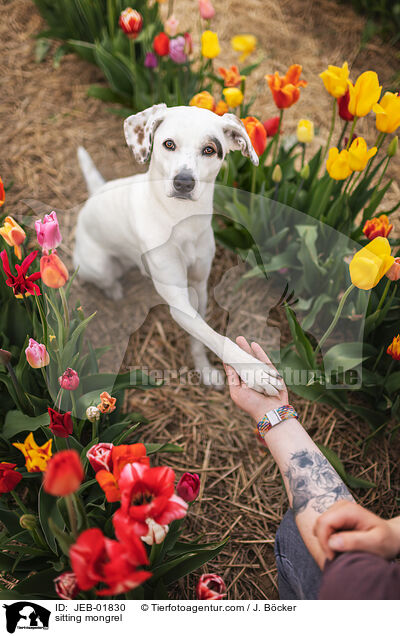 sitzender Mischling / sitting mongrel / JEB-01830