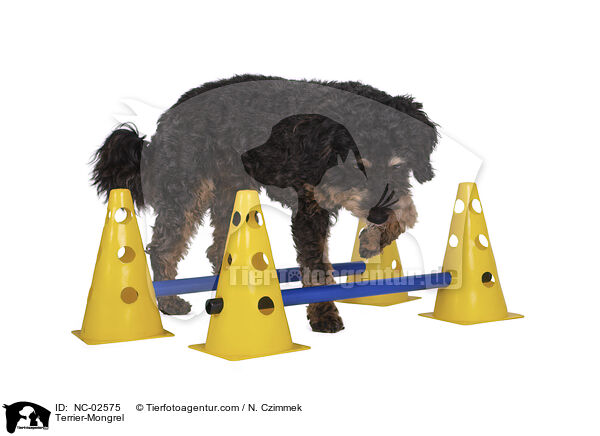 Terrier-Mischling / Terrier-Mongrel / NC-02575