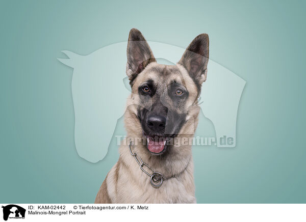 Malinois-Mischling Portrait / Malinois-Mongrel Portrait / KAM-02442