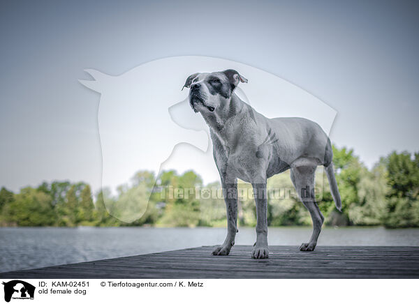 alte Hndin / old female dog / KAM-02451
