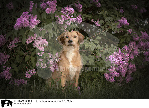 Terrier-Mischling / Terrier-Mongrel / KAM-02481