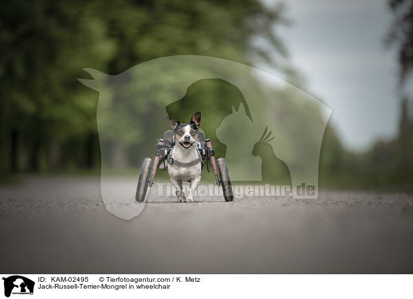 Jack-Russell-Terrier-Mischling im Rollstuhl / Jack-Russell-Terrier-Mongrel in wheelchair / KAM-02495
