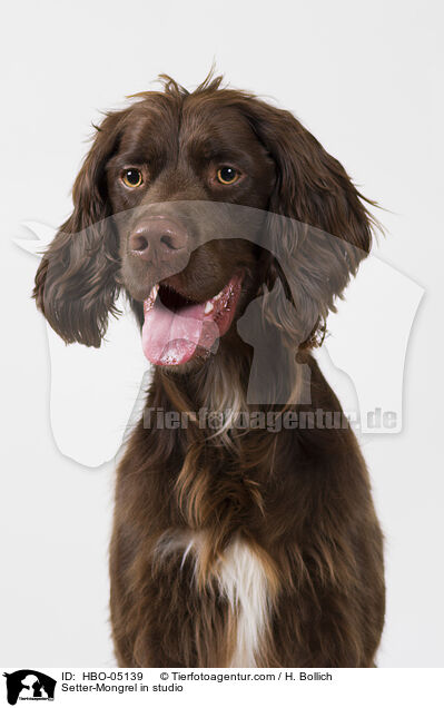 Setter-Mischling im Studio / Setter-Mongrel in studio / HBO-05139