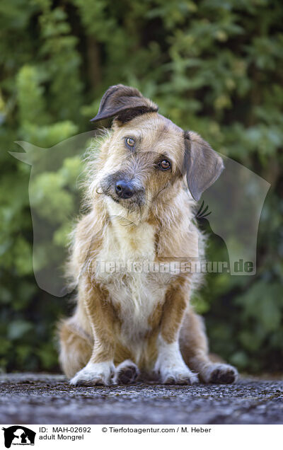 ausgewachsener Mischling / adult Mongrel / MAH-02692