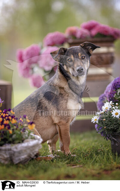 ausgewachsener Mischling / adult Mongrel / MAH-02830