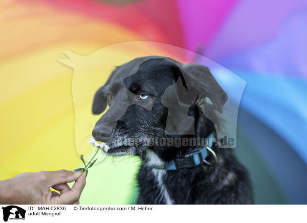 adult Mongrel / MAH-02836