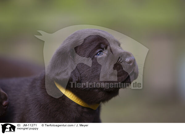 mongrel puppy / JM-11271
