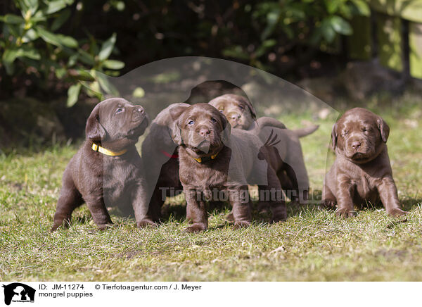 mongrel puppies / JM-11274
