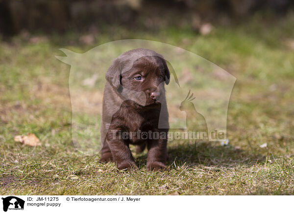 mongrel puppy / JM-11275
