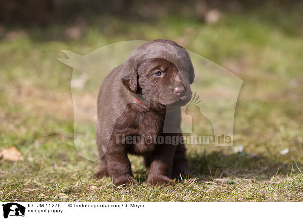 mongrel puppy / JM-11276
