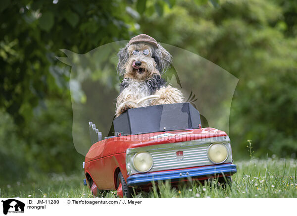 Mischling / mongrel / JM-11280