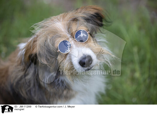 Mischling / mongrel / JM-11289