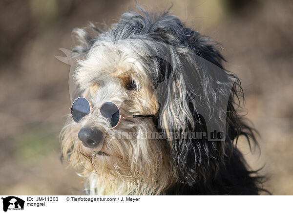 Mischling / mongrel / JM-11303