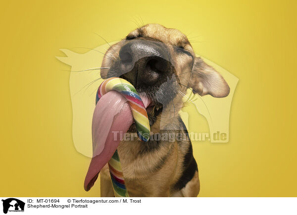 Shepherd-Mongrel Portrait / MT-01694