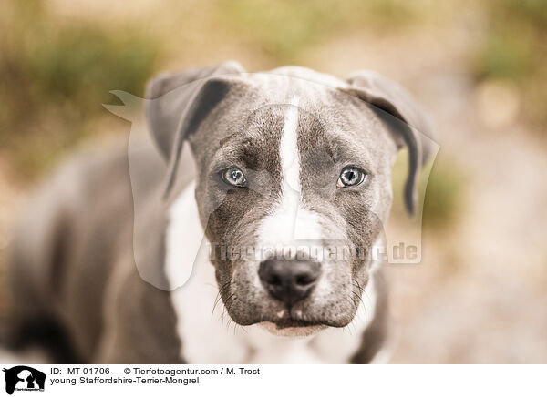young Staffordshire-Terrier-Mongrel / MT-01706