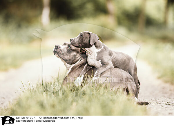 Staffordshire-Terrier-Mischlinge / Staffordshire-Terrier-Mongrels / MT-01707