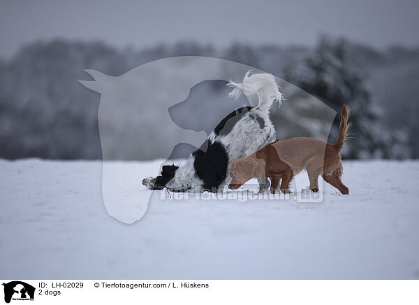 2 dogs / LH-02029
