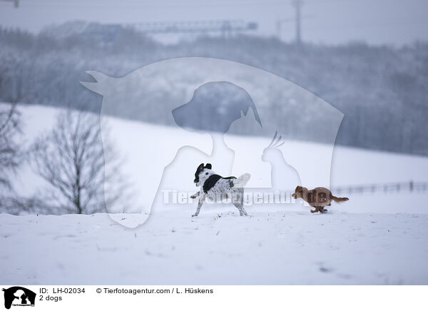 2 Hunde / 2 dogs / LH-02034
