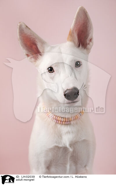 ausgewachsener Mischling / adult mongrel / LH-02039
