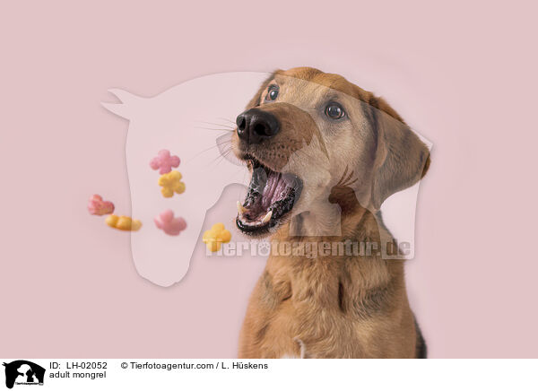 ausgewachsener Mischling / adult mongrel / LH-02052