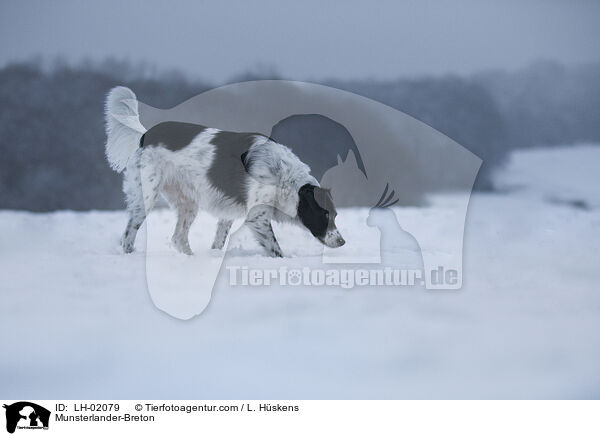 Mnsterlnder-Bretone / Munsterlander-Breton / LH-02079