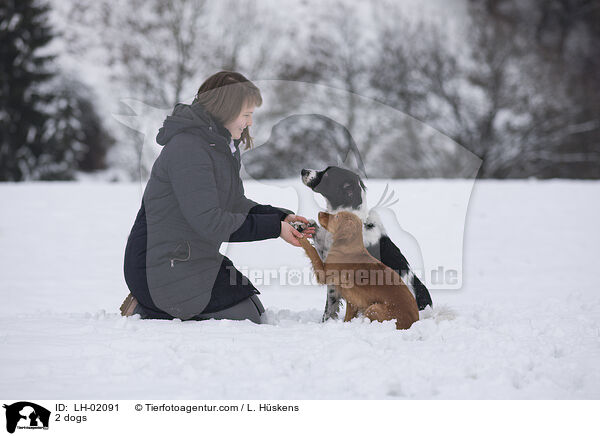 2 Hunde / 2 dogs / LH-02091