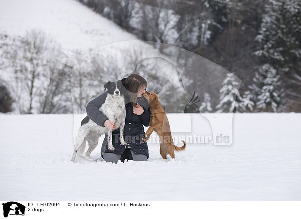 2 Hunde / 2 dogs / LH-02094