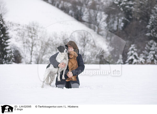 2 Hunde / 2 dogs / LH-02095